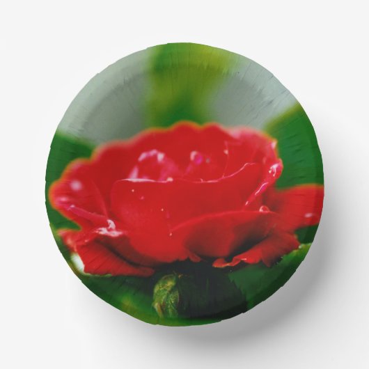 Rode roze van passie bedekt met dauwdruppels papieren kommen (Voorkant)