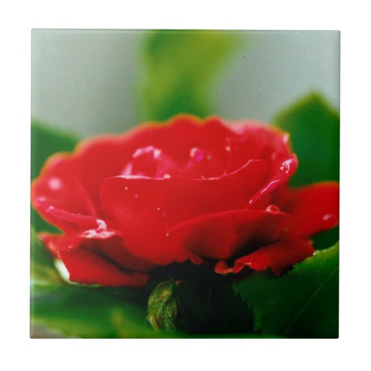 Rode roze van passie bedekt met dauwdruppels tegeltje (Voorkant)