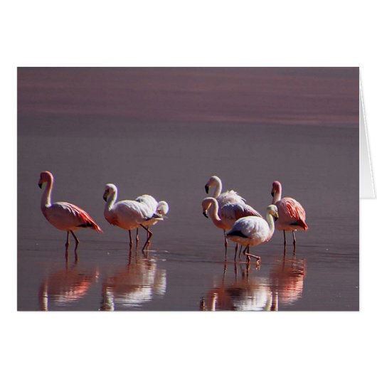 Rode roze vlamingvogels - Kaarten voor waterreflec (Voorkant Horizontaal)