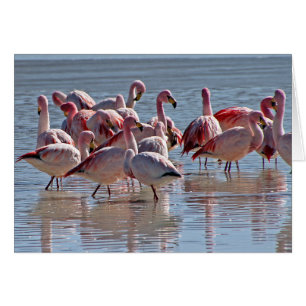 Rode roze vlammen in het Wenskaart water