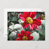 rode, roze vleermuis / melkbloemen briefkaart (Voorkant / Achterkant)