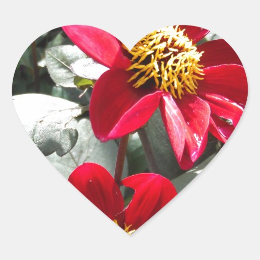 rode, roze vleermuis / melkbloemen hart sticker (Voorkant)