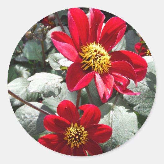 rode, roze vleermuis / melkbloemen ronde sticker (Voorkant)