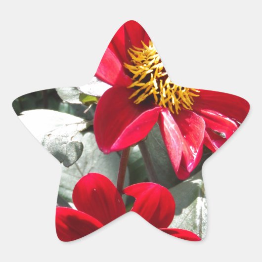 rode, roze vleermuis / melkbloemen ster sticker (Voorkant)