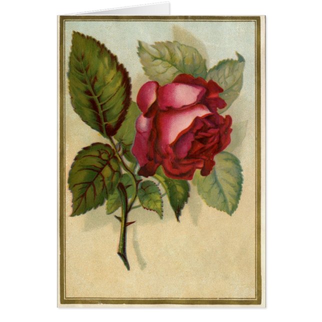  rode rozen (Voorkant)