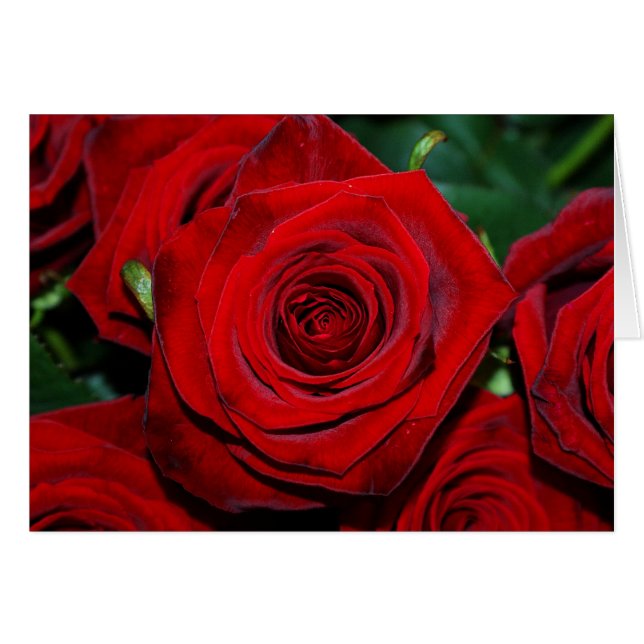 Rode rozen (Voorkant Horizontaal)