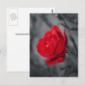 Rode Rozen Ansichtkaart Briefkaart (Voorkant / Achterkant)