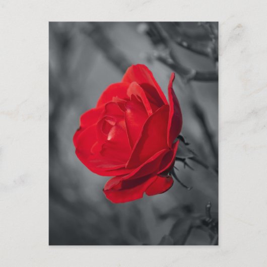 Rode Rozen Ansichtkaart Briefkaart (Voorkant)