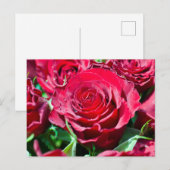 Rode Rozen Ansichtkaart Briefkaart (Voorkant / Achterkant)
