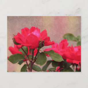 Rode rozen briefkaart
