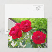 Rode rozen briefkaart (Voorkant / Achterkant)