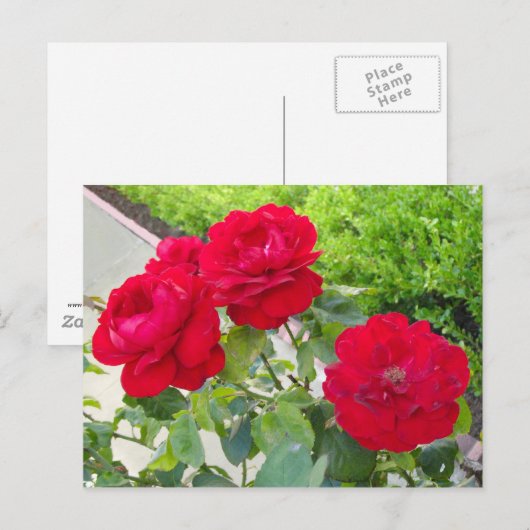 Rode rozen briefkaart (Voorkant / Achterkant)