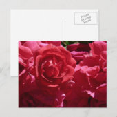 Rode rozen briefkaart (Voorkant / Achterkant)