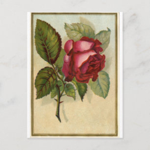  rode rozen briefkaart