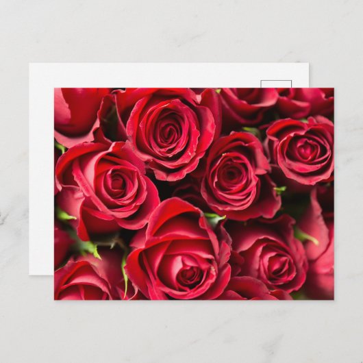 Rode rozen briefkaart (Voorkant / Achterkant)