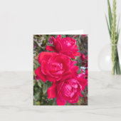 Rode rozen, drie donkerrode rozen in een tuinfoto kaart (Voorkant)