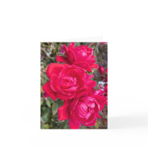 Rode rozen, drie donkerrode rozen in een tuinfoto