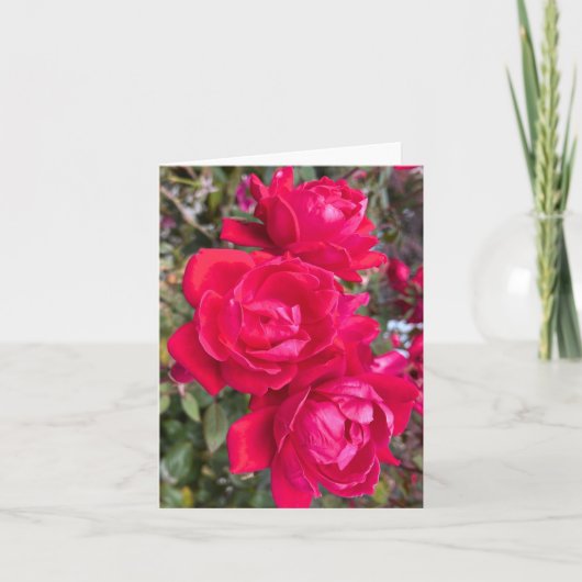 Rode rozen, drie donkerrode rozen in een tuinfoto kaart (Voorkant)