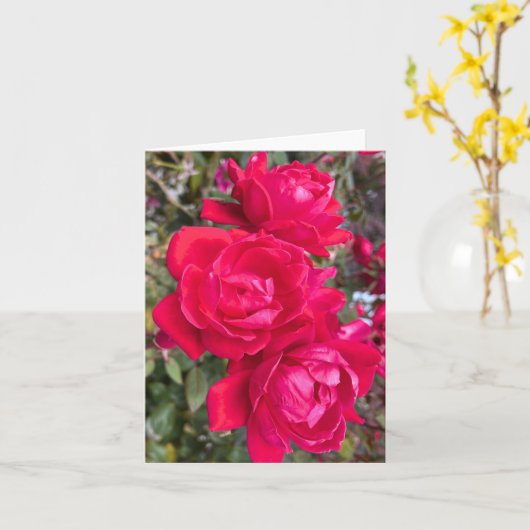 Rode rozen, drie donkerrode rozen in een tuinfoto kaart (Gele Bloem)