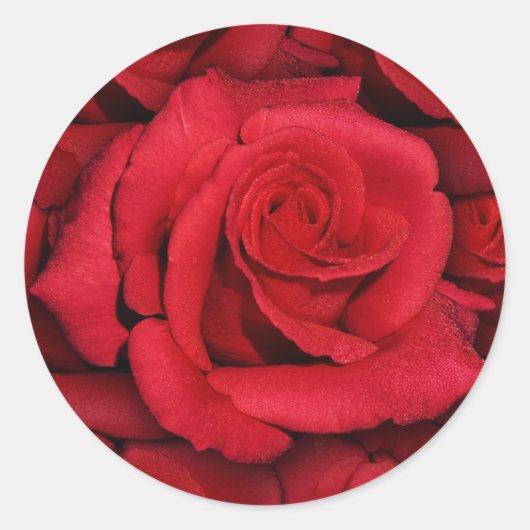 Rode rozen - elegant & stijlvol ronde sticker (Voorkant)
