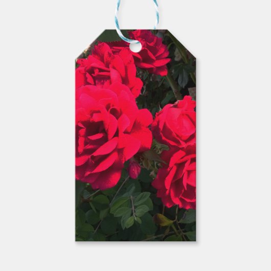 Rode Rozen in bloei Cadeaulabel (Voorkant)