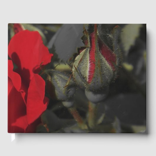 rode rozen in het zwarte Weddenschap, feestelijk Gastenboek (Voorkant)