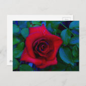 Rode rozen met blauwe tinten briefkaart (Voorkant / Achterkant)