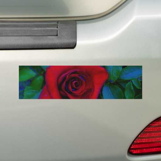 Rode rozen met blauwe tinten bumpersticker (Op auto)