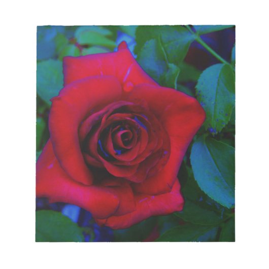 Rode rozen met blauwe tinten notitieblok (Voorkant)