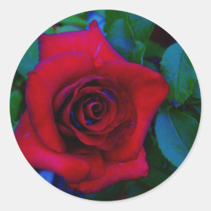 Rode rozen met blauwe tinten ronde sticker
