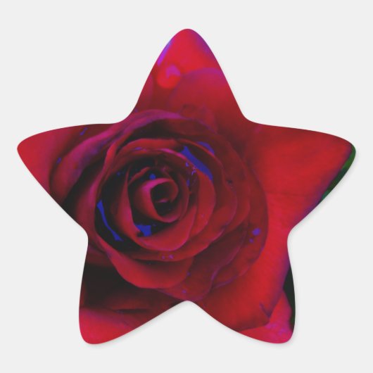 Rode rozen met blauwe tinten ster sticker (Voorkant)