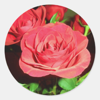 Rode rozen ronde sticker