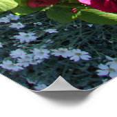 Rode  Rozen Roos Natuur Tuin Poster (Hoek)