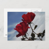 Rode rozen tegen een heldere blauwe hemel briefkaart (Voorkant / Achterkant)