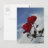 Rode rozen tegen een heldere blauwe hemel briefkaart (Voorkant / Achterkant)