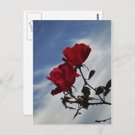 Rode rozen tegen een heldere blauwe hemel briefkaart (Voorkant / Achterkant)