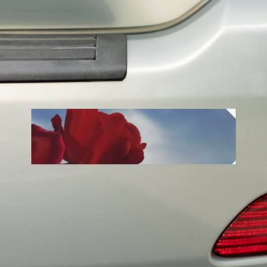 Rode rozen tegen een heldere blauwe hemel bumpersticker (Op auto)