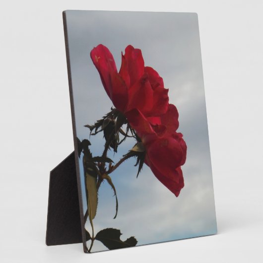 Rode rozen tegen een heldere blauwe hemel fotoplaat (Zijkant)