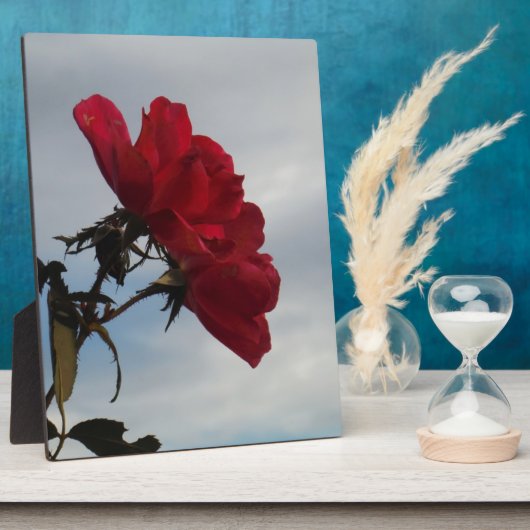 Rode rozen tegen een heldere blauwe hemel fotoplaat (Zijkant)