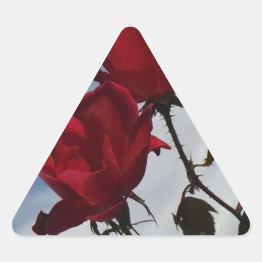 Rode rozen tegen een heldere blauwe hemel sticker (Voorkant)