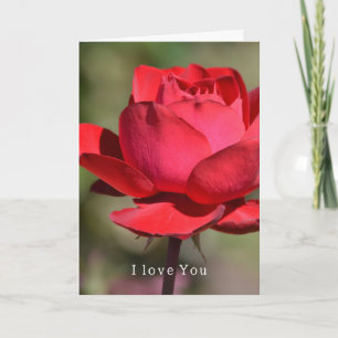 Rode Rozen Tuin Liefde (mijn fotografie) Kaart