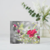 Rode Rozen van de Zomer Briefkaart (Staand voorkant)