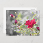 Rode Rozen van de Zomer Briefkaart (Voorkant / Achterkant)