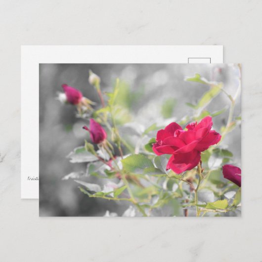 Rode Rozen van de Zomer Briefkaart (Voorkant / Achterkant)