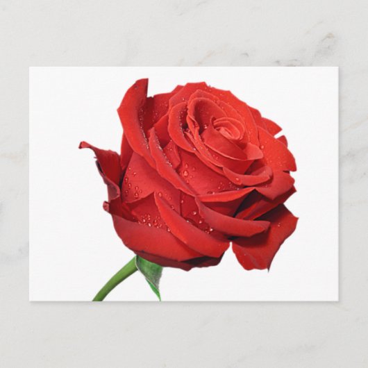 Rode Rozenbloem Blank Bloemen Zwarte Post Kaart (Voorkant)