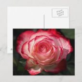 Rode rozenbloem briefkaart (Voorkant / Achterkant)