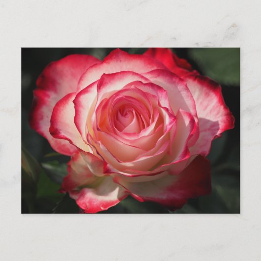 Rode rozenbloem briefkaart (Voorkant)