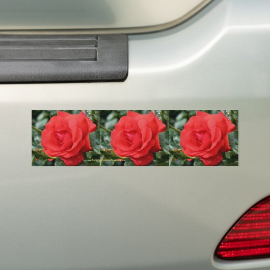 Rode rozenbloem Bumpersticker (Op auto)