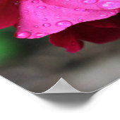 rode rozenbloem en regendruppels poster (Hoek)