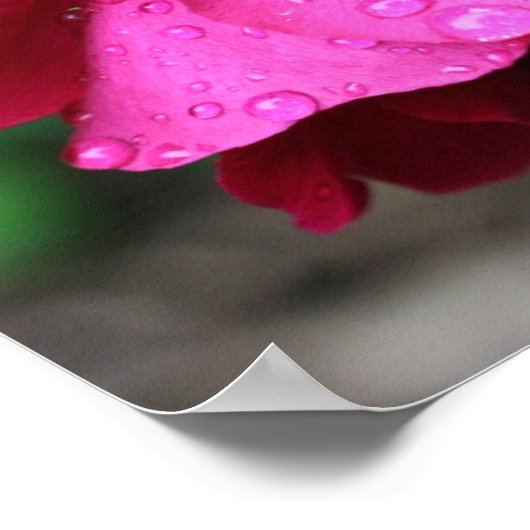 rode rozenbloem en regendruppels poster (Hoek)